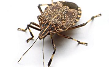 Na ovaj prirodan način ćete se rešiti dosadnih smrdibuba u svom domu: Ključ je u tome gde ćete staviti ovo sredstvo od samo 2 sastojka Na ovaj prirodan način ćete se rešiti dosadnih smrdibuba u svom domu: Ključ je u tome gde ćete staviti ovo sredstvo od samo 2 sastojka