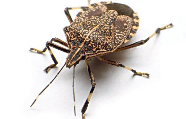 Na ovaj prirodan način ćete se rešiti dosadnih smrdibuba u svom domu: Ključ je u tome gde ćete staviti ovo sredstvo od samo 2 sastojka Na ovaj prirodan način ćete se rešiti dosadnih smrdibuba u svom domu: Ključ je u tome gde ćete staviti ovo sredstvo od samo 2 sastojka