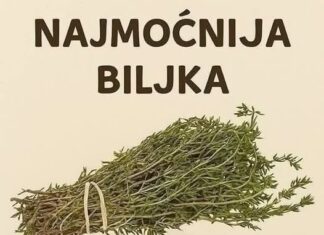 Najmoćnije bilje koje uništavaju parazite, infekcije urinarnog trakta I mjehura, herpesa I viruse gripe! Najmoćnije bilje koje uništavaju parazite, infekcije urinarnog trakta I mjehura, herpesa I viruse gripe!