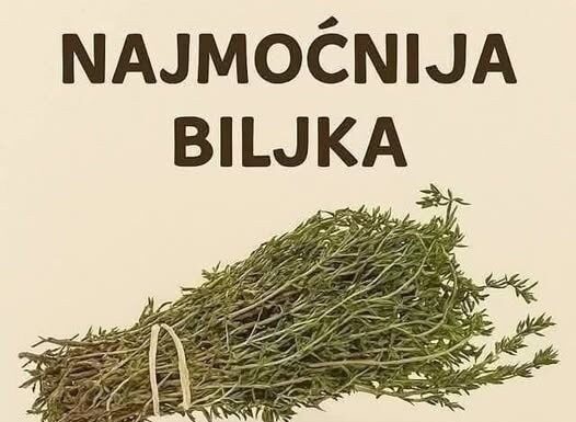 Najmoćnije bilje koje uništavaju parazite, infekcije urinarnog trakta I mjehura, herpesa I viruse gripe! Najmoćnije bilje koje uništavaju parazite, infekcije urinarnog trakta I mjehura, herpesa I viruse gripe!