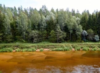 Nastavnica biologije vodila 32 dece na izlet u šumu kad je nestala bez traga: 6 meseci kasnije u skrivenoj šupi pronalaze njen dnevnik sa zapisom koji ledi krv Nastavnica biologije vodila 32 dece na izlet u šumu kad je nestala bez traga: 6 meseci kasnije u skrivenoj šupi pronalaze njen dnevnik sa zapisom koji ledi krv
