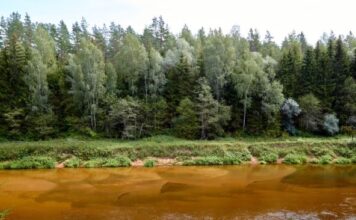Nastavnica biologije vodila 32 dece na izlet u šumu kad je nestala bez traga: 6 meseci kasnije u skrivenoj šupi pronalaze njen dnevnik sa zapisom koji ledi krv Nastavnica biologije vodila 32 dece na izlet u šumu kad je nestala bez traga: 6 meseci kasnije u skrivenoj šupi pronalaze njen dnevnik sa zapisom koji ledi krv