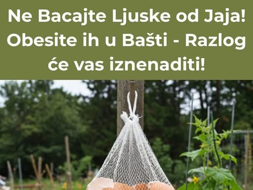 NE BACAJTE LJUSKE OD JAJA – OBEsite IH U BAŠTI I DOGODIĆE SE ČUDO! NE BACAJTE LJUSKE OD JAJA – OBEsite IH U BAŠTI I DOGODIĆE SE ČUDO!