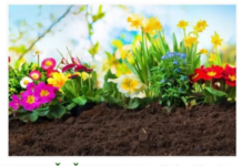 NEMA VIŠE ČUPANJA: Zauvijek uklonite neželjenu travu iz bašte, a da cvijeće ostane netaknuto! NEMA VIŠE ČUPANJA: Zauvijek uklonite neželjenu travu iz bašte, a da cvijeće ostane netaknuto!