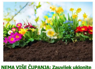 NEMA VIŠE ČUPANJA: Zauvijek uklonite neželjenu travu iz bašte, a da cvijeće ostane netaknuto! NEMA VIŠE ČUPANJA: Zauvijek uklonite neželjenu travu iz bašte, a da cvijeće ostane netaknuto!