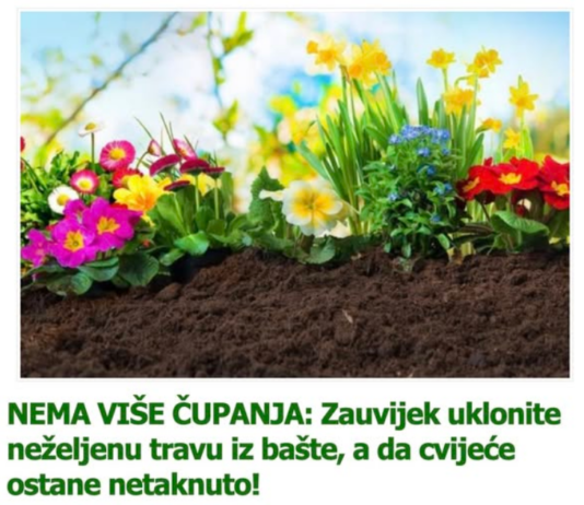 NEMA VIŠE ČUPANJA: Zauvijek uklonite neželjenu travu iz bašte, a da cvijeće ostane netaknuto! NEMA VIŠE ČUPANJA: Zauvijek uklonite neželjenu travu iz bašte, a da cvijeće ostane netaknuto!