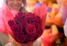 Nije romantika, već hemija: evo kako ruže utiču na vaš mozak Nije romantika, već hemija: evo kako ruže utiču na vaš mozak