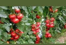 “Nikad nisam ubrao ovoliko paradajza – a onda mi je svekar otkrio tajnu nevjerovatno bogate berbe!” “Nikad nisam ubrao ovoliko paradajza – a onda mi je svekar otkrio tajnu nevjerovatno bogate berbe!”