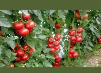 “Nikad nisam ubrao ovoliko paradajza – a onda mi je svekar otkrio tajnu nevjerovatno bogate berbe!” “Nikad nisam ubrao ovoliko paradajza – a onda mi je svekar otkrio tajnu nevjerovatno bogate berbe!”