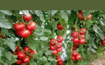 “Nikad nisam ubrao ovoliko paradajza – a onda mi je svekar otkrio tajnu nevjerovatno bogate berbe!” “Nikad nisam ubrao ovoliko paradajza – a onda mi je svekar otkrio tajnu nevjerovatno bogate berbe!”