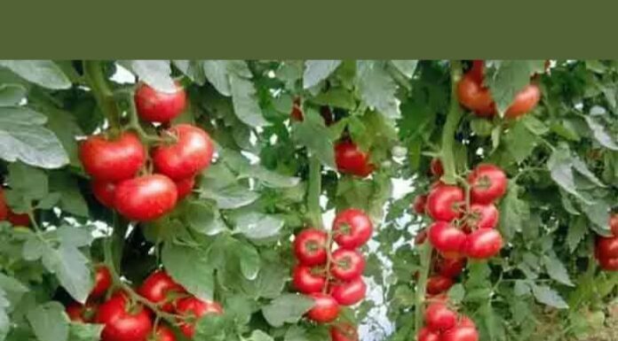 “Nikad nisam ubrao ovoliko paradajza – a onda mi je svekar otkrio tajnu nevjerovatno bogate berbe!” “Nikad nisam ubrao ovoliko paradajza – a onda mi je svekar otkrio tajnu nevjerovatno bogate berbe!”