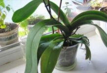 ORHIDEJE VAM NE CVJETAJU? Stavite samo 1 namirnicu u korijen i bujaće tokom cijele godine ORHIDEJE VAM NE CVJETAJU? Stavite samo 1 namirnicu u korijen i bujaće tokom cijele godine