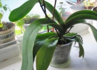 ORHIDEJE VAM NE CVJETAJU? Stavite samo 1 namirnicu u korijen i bujaće tokom cijele godine ORHIDEJE VAM NE CVJETAJU? Stavite samo 1 namirnicu u korijen i bujaće tokom cijele godine