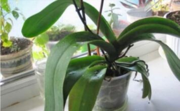 ORHIDEJE VAM NE CVJETAJU? Stavite samo 1 namirnicu u korijen i bujaće tokom cijele godine ORHIDEJE VAM NE CVJETAJU? Stavite samo 1 namirnicu u korijen i bujaće tokom cijele godine