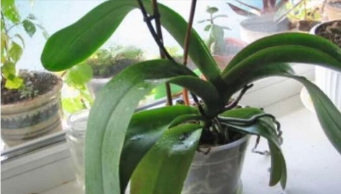 ORHIDEJE VAM NE CVJETAJU? Stavite samo 1 namirnicu u korijen i bujaće tokom cijele godine ORHIDEJE VAM NE CVJETAJU? Stavite samo 1 namirnicu u korijen i bujaće tokom cijele godine