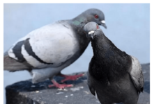 Otjerajte golubove sa balkona uz ovaj predmet, svi ga imamo kod kuće Otjerajte golubove sa balkona uz ovaj predmet, svi ga imamo kod kuće