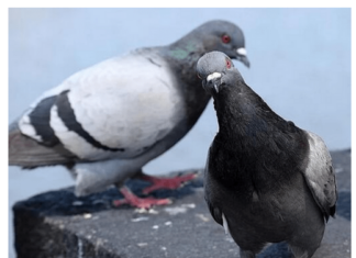 Otjerajte golubove sa balkona uz ovaj predmet, svi ga imamo kod kuće Otjerajte golubove sa balkona uz ovaj predmet, svi ga imamo kod kuće