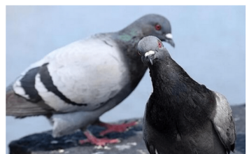 Otjerajte golubove sa balkona uz ovaj predmet, svi ga imamo kod kuće Otjerajte golubove sa balkona uz ovaj predmet, svi ga imamo kod kuće