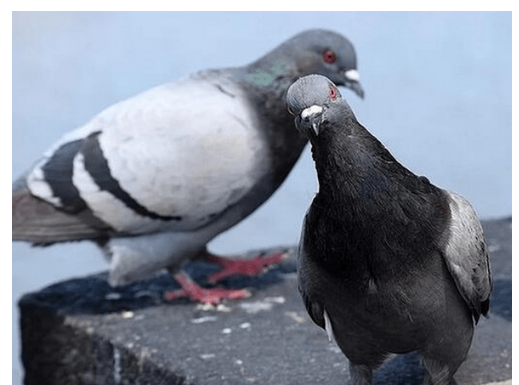 Otjerajte golubove sa balkona uz ovaj predmet, svi ga imamo kod kuće Otjerajte golubove sa balkona uz ovaj predmet, svi ga imamo kod kuće