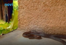 Ove stvari privlače zmije u vaše dvorište, odmah ih se riješite! Ove stvari privlače zmije u vaše dvorište, odmah ih se riješite!