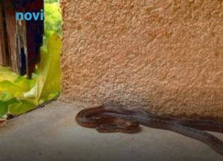 Ove stvari privlače zmije u vaše dvorište, odmah ih se riješite! Ove stvari privlače zmije u vaše dvorište, odmah ih se riješite!