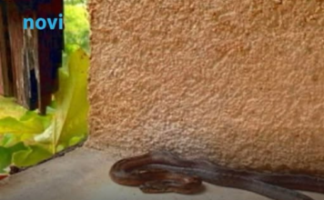 Ove stvari privlače zmije u vaše dvorište, odmah ih se riješite! Ove stvari privlače zmije u vaše dvorište, odmah ih se riješite!