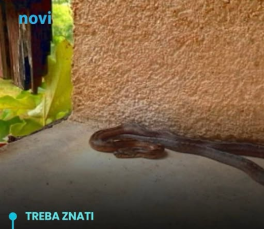 Ove stvari privlače zmije u vaše dvorište, odmah ih se riješite! Ove stvari privlače zmije u vaše dvorište, odmah ih se riješite!