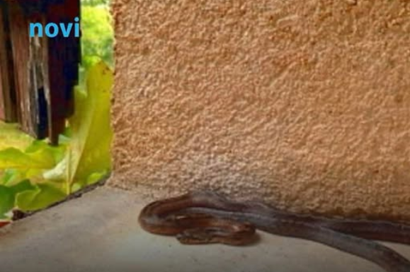 Ove stvari privlače zmije u vaše dvorište, odmah ih se riješite! Ove stvari privlače zmije u vaše dvorište, odmah ih se riješite!