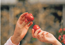 Ovo cveće obavezno treba uneti u kuću pre Vaskrsa: Veruje se da donosi sreću i napredak Ovo cveće obavezno treba uneti u kuću pre Vaskrsa: Veruje se da donosi sreću i napredak