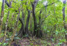 Ovo drvo ne želite da vidite, kao iz horora da je izašlo: Lokalci tvrde da se ove palme kreću, pređu i do 10 metara godišnje Ovo drvo ne želite da vidite, kao iz horora da je izašlo: Lokalci tvrde da se ove palme kreću, pređu i do 10 metara godišnje