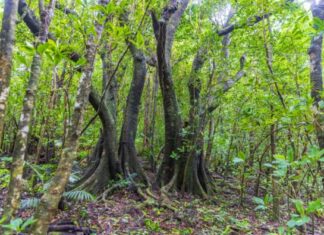 Ovo drvo ne želite da vidite, kao iz horora da je izašlo: Lokalci tvrde da se ove palme kreću, pređu i do 10 metara godišnje Ovo drvo ne želite da vidite, kao iz horora da je izašlo: Lokalci tvrde da se ove palme kreću, pređu i do 10 metara godišnje