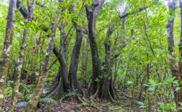 Ovo drvo ne želite da vidite, kao iz horora da je izašlo: Lokalci tvrde da se ove palme kreću, pređu i do 10 metara godišnje Ovo drvo ne želite da vidite, kao iz horora da je izašlo: Lokalci tvrde da se ove palme kreću, pređu i do 10 metara godišnje