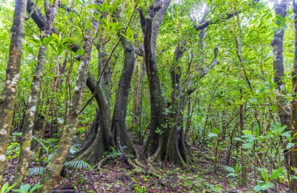 Ovo drvo ne želite da vidite, kao iz horora da je izašlo: Lokalci tvrde da se ove palme kreću, pređu i do 10 metara godišnje Ovo drvo ne želite da vidite, kao iz horora da je izašlo: Lokalci tvrde da se ove palme kreću, pređu i do 10 metara godišnje