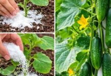 Ovo je tajna neprekidne berbe krastavaca – Samo pospite ovo po njima i braćete ih sve do jeseni Ovo je tajna neprekidne berbe krastavaca – Samo pospite ovo po njima i braćete ih sve do jeseni