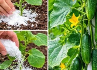 Ovo je tajna neprekidne berbe krastavaca – Samo pospite ovo po njima i braćete ih sve do jeseni Ovo je tajna neprekidne berbe krastavaca – Samo pospite ovo po njima i braćete ih sve do jeseni