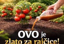 OVO je zlato za rajčice! Rastu bez bolesti i rađaju na tone OVO je zlato za rajčice! Rastu bez bolesti i rađaju na tone