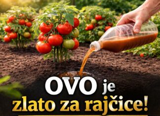 OVO je zlato za rajčice! Rastu bez bolesti i rađaju na tone OVO je zlato za rajčice! Rastu bez bolesti i rađaju na tone