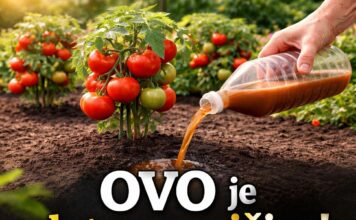 OVO je zlato za rajčice! Rastu bez bolesti i rađaju na tone OVO je zlato za rajčice! Rastu bez bolesti i rađaju na tone