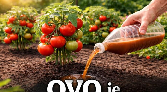 OVO je zlato za rajčice! Rastu bez bolesti i rađaju na tone OVO je zlato za rajčice! Rastu bez bolesti i rađaju na tone