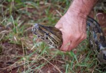 Ovu biljku svaka bašta u Srbiji ima a pravi je magnet za zmije: Evo šta da uradite kada se nađete oči u oči sa ovim gmizavcem Ovu biljku svaka bašta u Srbiji ima a pravi je magnet za zmije: Evo šta da uradite kada se nađete oči u oči sa ovim gmizavcem