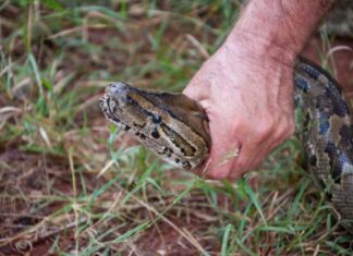 Ovu biljku svaka bašta u Srbiji ima a pravi je magnet za zmije: Evo šta da uradite kada se nađete oči u oči sa ovim gmizavcem Ovu biljku svaka bašta u Srbiji ima a pravi je magnet za zmije: Evo šta da uradite kada se nađete oči u oči sa ovim gmizavcem