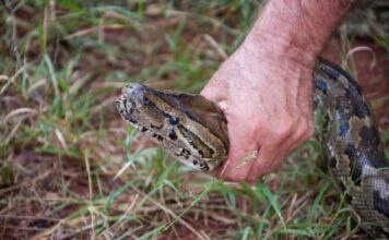 Ovu biljku svaka bašta u Srbiji ima a pravi je magnet za zmije: Evo šta da uradite kada se nađete oči u oči sa ovim gmizavcem Ovu biljku svaka bašta u Srbiji ima a pravi je magnet za zmije: Evo šta da uradite kada se nađete oči u oči sa ovim gmizavcem