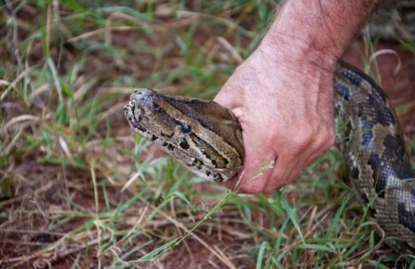 Ovu biljku svaka bašta u Srbiji ima a pravi je magnet za zmije: Evo šta da uradite kada se nađete oči u oči sa ovim gmizavcem Ovu biljku svaka bašta u Srbiji ima a pravi je magnet za zmije: Evo šta da uradite kada se nađete oči u oči sa ovim gmizavcem