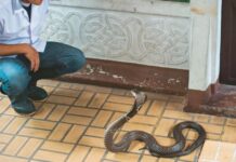 Ovu biljku svaka bašta u Srbiji ima a pravi je magnet za zmije: Evo šta da uradite kada se nađete oči u oči sa ovim gmizavcem Ovu biljku svaka bašta u Srbiji ima a pravi je magnet za zmije: Evo šta da uradite kada se nađete oči u oči sa ovim gmizavcem