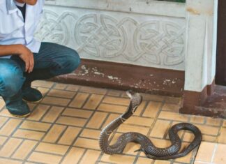 Ovu biljku svaka bašta u Srbiji ima a pravi je magnet za zmije: Evo šta da uradite kada se nađete oči u oči sa ovim gmizavcem Ovu biljku svaka bašta u Srbiji ima a pravi je magnet za zmije: Evo šta da uradite kada se nađete oči u oči sa ovim gmizavcem