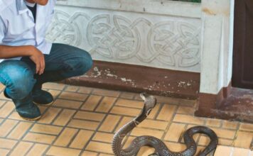 Ovu biljku svaka bašta u Srbiji ima a pravi je magnet za zmije: Evo šta da uradite kada se nađete oči u oči sa ovim gmizavcem Ovu biljku svaka bašta u Srbiji ima a pravi je magnet za zmije: Evo šta da uradite kada se nađete oči u oči sa ovim gmizavcem