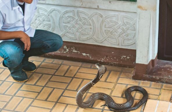 Ovu biljku svaka bašta u Srbiji ima a pravi je magnet za zmije: Evo šta da uradite kada se nađete oči u oči sa ovim gmizavcem Ovu biljku svaka bašta u Srbiji ima a pravi je magnet za zmije: Evo šta da uradite kada se nađete oči u oči sa ovim gmizavcem