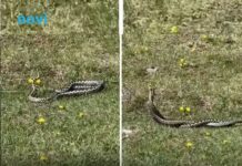 Pastir iz Hercegovine snimio “ples” poskoka na livadi, komentar sa snimka će vas nasmijati Pastir iz Hercegovine snimio “ples” poskoka na livadi, komentar sa snimka će vas nasmijati