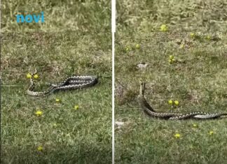 Pastir iz Hercegovine snimio “ples” poskoka na livadi, komentar sa snimka će vas nasmijati Pastir iz Hercegovine snimio “ples” poskoka na livadi, komentar sa snimka će vas nasmijati