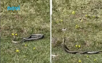 Pastir iz Hercegovine snimio “ples” poskoka na livadi, komentar sa snimka će vas nasmijati Pastir iz Hercegovine snimio “ples” poskoka na livadi, komentar sa snimka će vas nasmijati